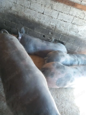 Porci 150-200 kg - imagine 2 Porci 150-200 kg - imagine 2