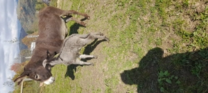 Vând măgăriță cu pui de 5zile - imagine 2