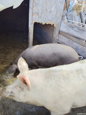 De vânzare! purcea la 130 kg.  Este cea neagră.