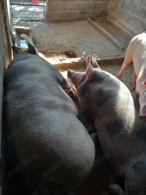 Porci 150-200 kg - imagine 3 Porci 150-200 kg - imagine 3