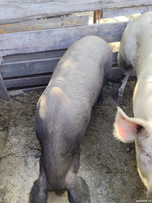 De vânzare! purcea la 130 kg.  Este cea neagră. - imagine 2 De vânzare! purcea la 130 kg.  Este cea neagră. - imagine 2