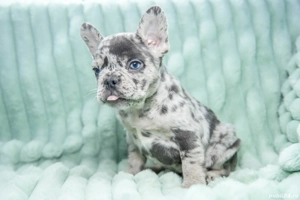 Bulldog Francez - blue merle - Transport in tara - buldog francez