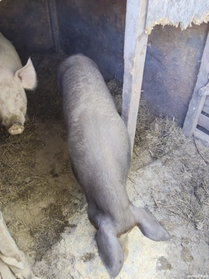 De vânzare! purcea la 130 kg.  Este cea neagră. - imagine 3 De vânzare! purcea la 130 kg.  Este cea neagră. - imagine 3