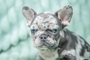 Bulldog Francez - blue merle - Transport in tara - buldog francez  - imagine 4