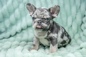 Bulldog Francez - blue merle - Transport in tara - buldog francez