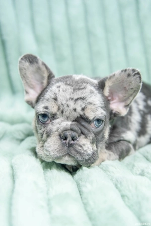 Bulldog Francez - blue merle - Transport in tara - buldog francez  - imagine 2