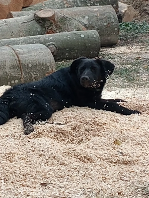 fetita 4 luni metis border collie