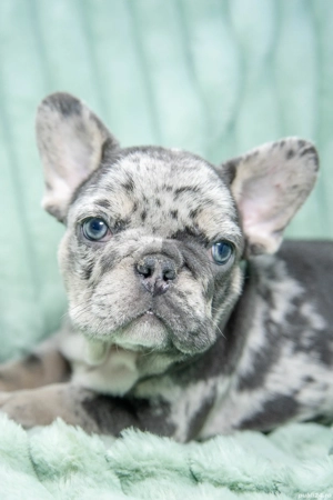 Bulldog Francez - Blue merle - băiat - posibilitate transport - buldog francez