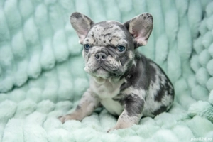 Bulldog Francez - blue merle - Transport in tara - buldog francez