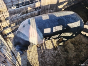 purcea bazna  - imagine 2