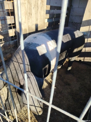 purcea bazna  - imagine 3