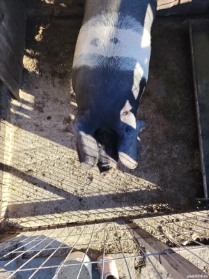 purcea bazna  - imagine 4