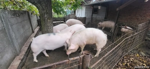 Porci pt Crăciun  - imagine 2