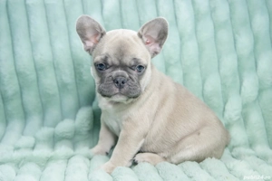 Bulldog Francez - blue fawn (crem) - Transport in tara - buldog francez
