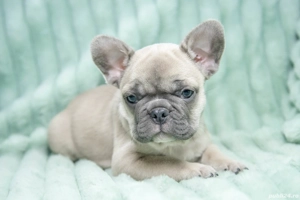 Bulldog Francez - blue fawn (crem) - Transport in tara - buldog francez  - imagine 4
