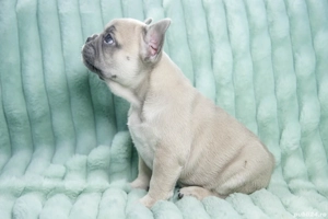Bulldog Francez - blue fawn (crem) - Transport in tara - buldog francez  - imagine 3