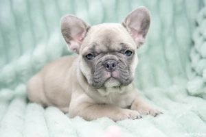 Bulldog Francez - blue fawn (crem) - Transport in tara - buldog francez  - imagine 2