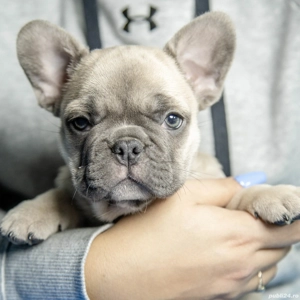 Bulldog Francez - blue fawn (crem) - Transport in tara - buldog francez  - imagine 5