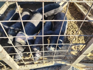 purcei bazna 7 8sapt  - imagine 3 purcei bazna 7 8sapt  - imagine 3