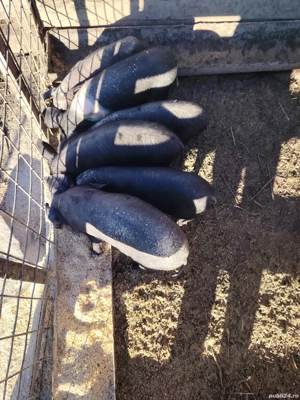 purcei bazna 7 8sapt  - imagine 2 purcei bazna 7 8sapt  - imagine 2