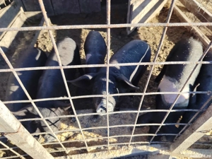 purcei bazna 7 8sapt  - imagine 4 purcei bazna 7 8sapt  - imagine 4