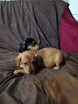 Tekel metis - imagine 3