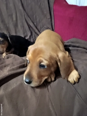 Tekel metis - imagine 5