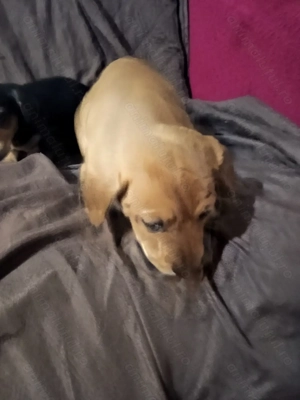 Tekel metis - imagine 4