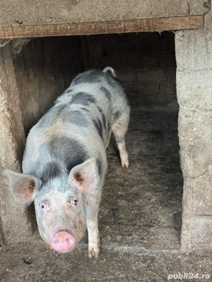 porci de vanzare  - imagine 2
