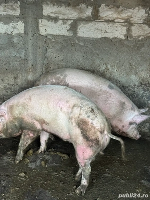 porci de vanzare 