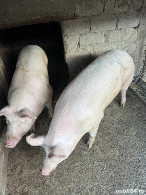 porci de vanzare  - imagine 3