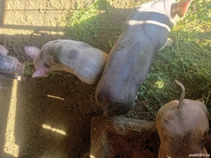 vand purcei petrean belgian - imagine 3