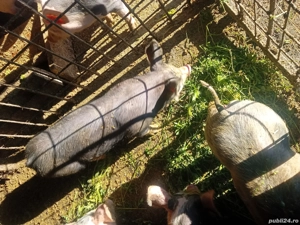 vand purcei petrean belgian - imagine 2