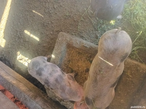 vand purcei petrean belgian - imagine 4