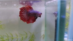 Masculi Betta pesti acvariu superbi