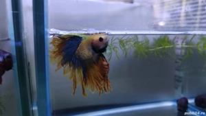 Masculi Betta pesti acvariu superbi - imagine 5
