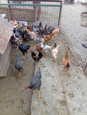 Vând s-au Schimb Pui Preț 50 lei bucata preț fix  - imagine 3 Vând s-au Schimb Pui Preț 50 lei bucata preț fix  - imagine 3