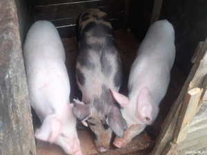 vand porci si purcei  - imagine 3