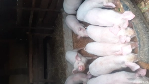 vand porci si purcei 