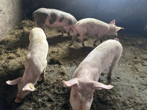 Vand soldani aprox 25-30 kg