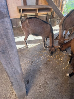 Capra metis alpina franceza - imagine 2