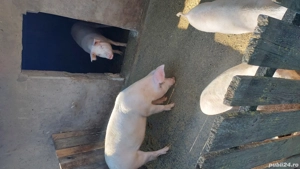 Porci crescuți bio - imagine 2