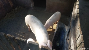 Porci crescuți bio - imagine 4