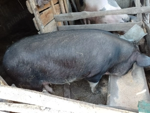Porci 170 kg 2 bucati