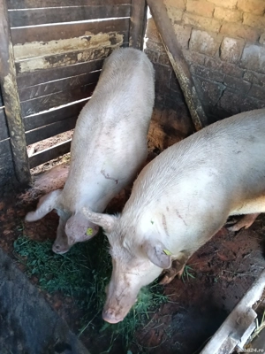 Porci de vânzare  - imagine 3 Porci de vânzare  - imagine 3