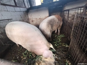 Porci grași disponibili ! - imagine 2