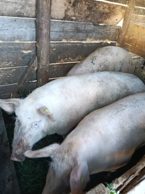 Porci de vânzare  - imagine 4 Porci de vânzare  - imagine 4