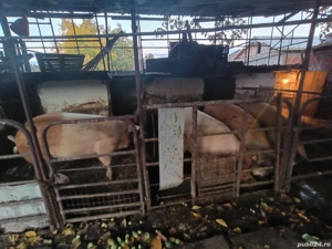 Porci grași disponibili ! - imagine 4