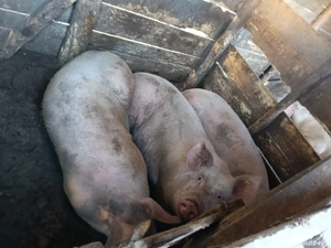 Porci de vânzare  - imagine 2 Porci de vânzare  - imagine 2