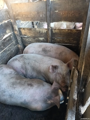 Porci de vânzare  - imagine 5 Porci de vânzare  - imagine 5